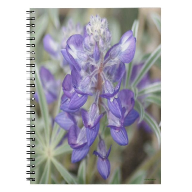 Cuaderno F18 Flores salvajes púrpura Lupina anual (Frente)