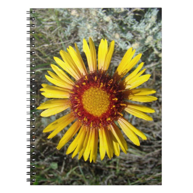 Cuaderno F1 Flor Silvestre Amarilla Gaillardia (Frente)