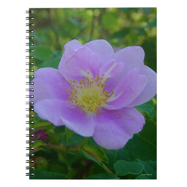 Cuaderno F37 Rosa silvestre (Frente)