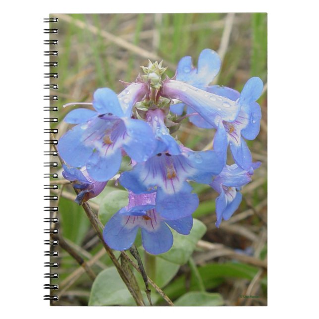 Cuaderno F3 Flores salvajes azules Slender lengua azul (Frente)