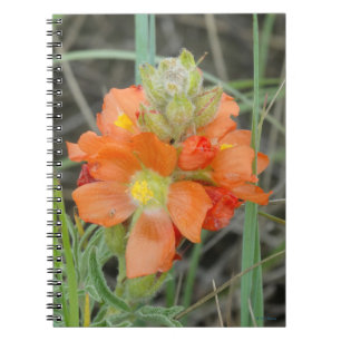 Cuaderno F40 Flores silvestres naranjas Malva escarlata