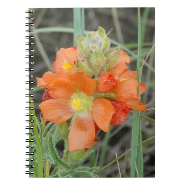 Cuaderno F40 Flores silvestres naranjas Malva escarlata (Frente)