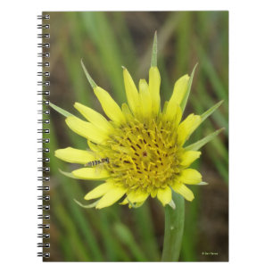 Cuaderno F41 Flor Amarilla Silvestre Barba de Cabra