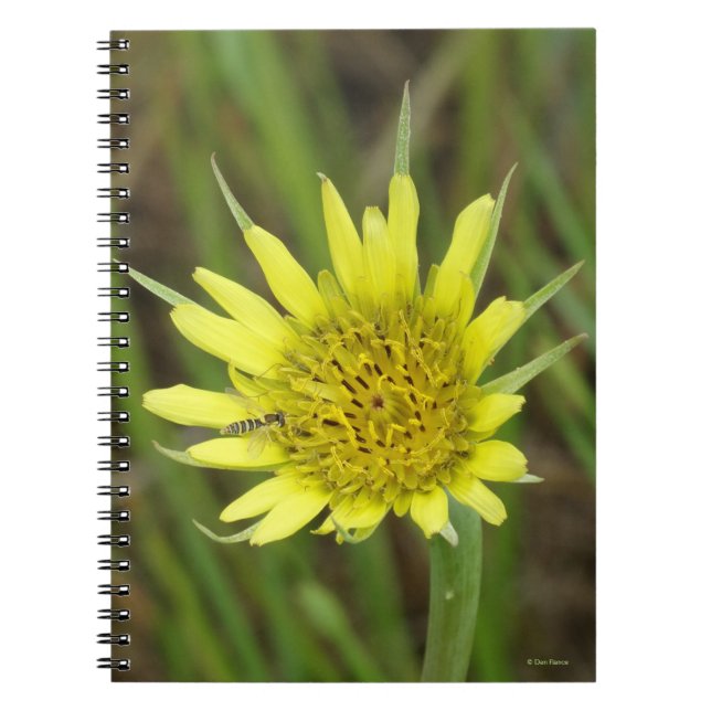 Cuaderno F41 Flor Amarilla Silvestre Barba de Cabra (Frente)