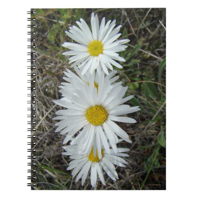 Cuaderno F42 Flores Silvestres Blancas Aster Liso (Frente)