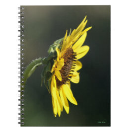 Cuaderno F43 Flor amarilla silvestre Susán de ojos negros