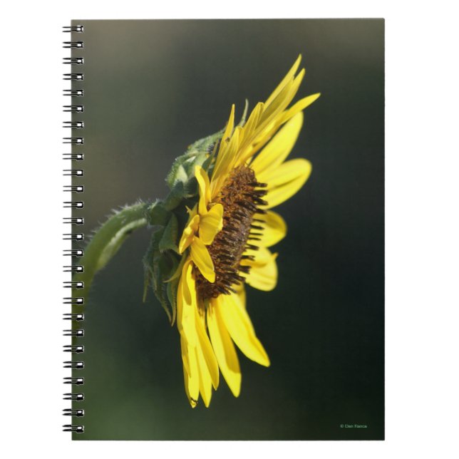 Cuaderno F43 Susan de ojos negros con flor silvestre amaril (Frente)