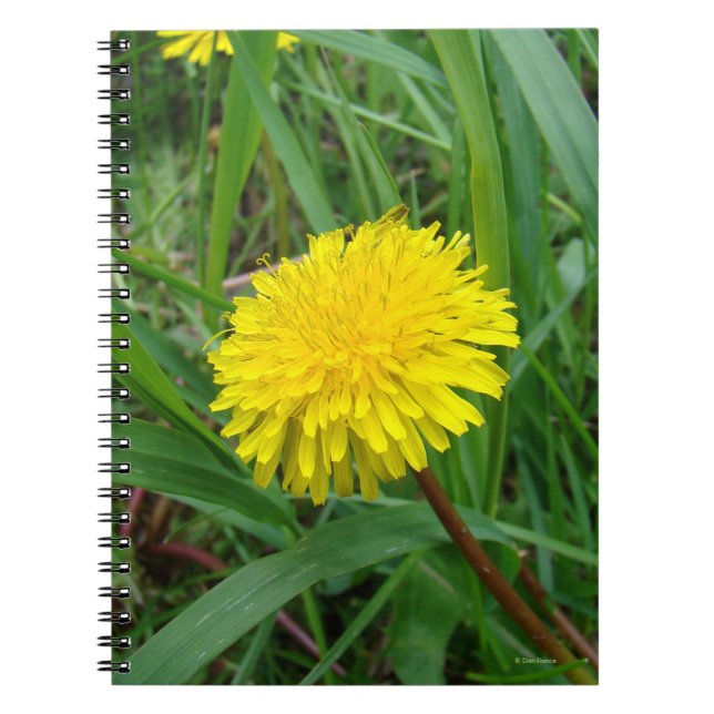 Cuaderno F45 Dandelion (Frente)