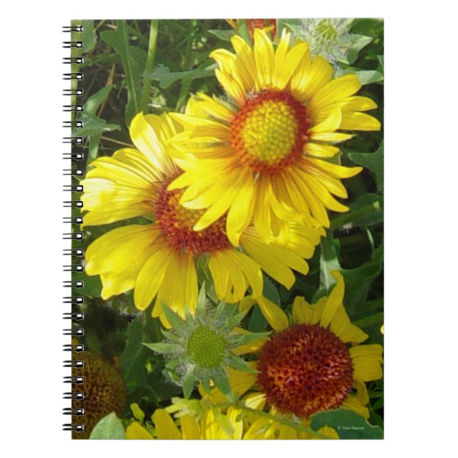 Cuaderno F6 Flores silvestres amarillas Gaillardia (Frente)