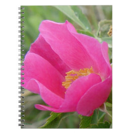 Cuaderno F7 Rosa Silvestre Flor Brillante Rosa