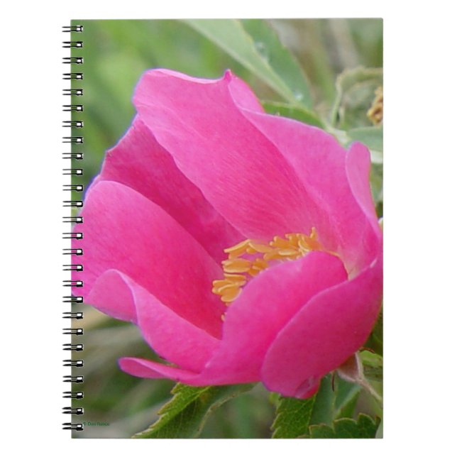 Cuaderno F7 Rosa Silvestre Flor Brillante Rosa (Frente)