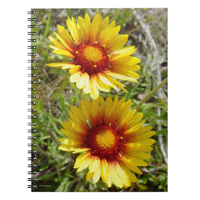 Cuaderno F8 Flores silvestres amarillas Gaillardia (Frente)