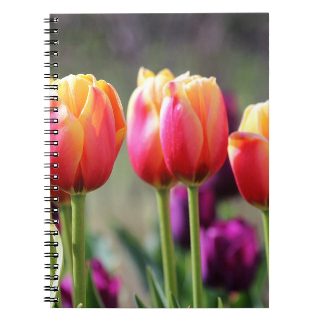 Cuaderno Faln Tulips Aflame (Frente)