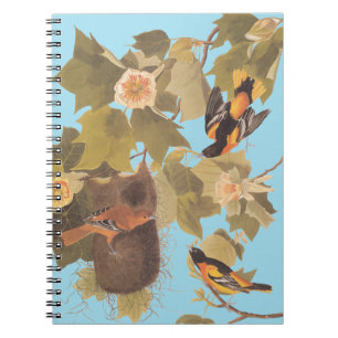 Cuaderno Familia Baltimore Oriole Audubon con nido