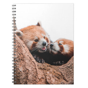 CUADERNO FAMILIA CUTE KOALA BEAR