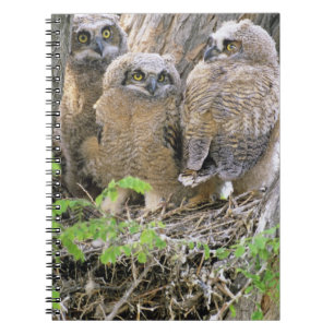 Cuaderno Familia de búhos americanos (Bubo virginianus)