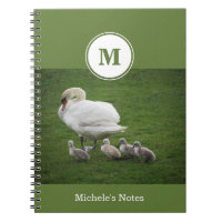 Familia de cisnes en equipo portátil de fotografía