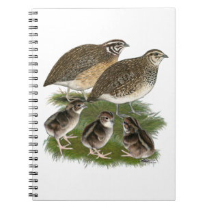 Cuaderno Familia de codornices Coturnix