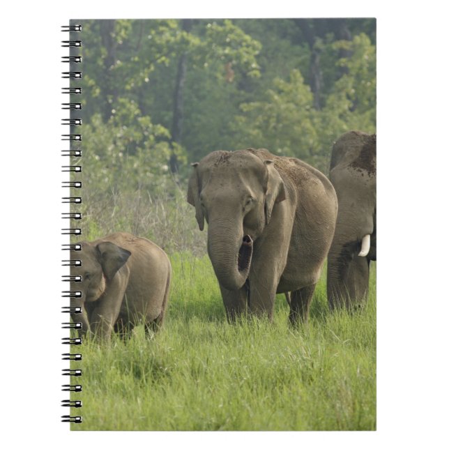 Cuaderno Familia de elefantes indios (Frente)