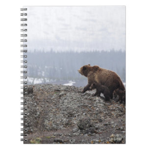 CUADERNO FAMILIA DE OSO EN PIEDRA AMARILLA