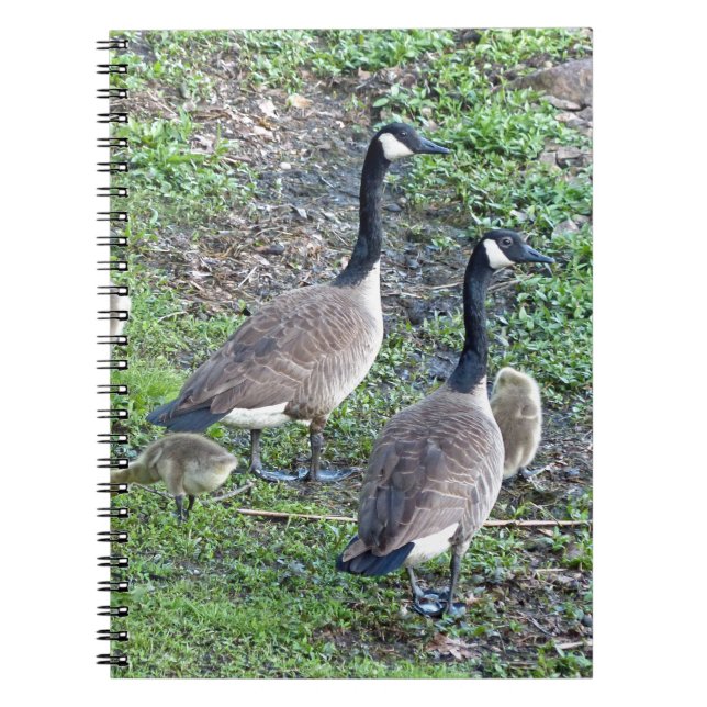 Cuaderno Familia Geese de Canadá (Frente)