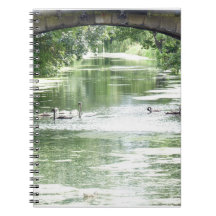 Familia Swan en el río