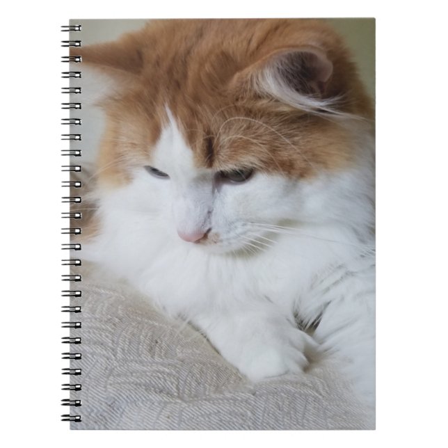 Cuaderno (Fancy felino) Contemplación gitana: foto de gato (Frente)