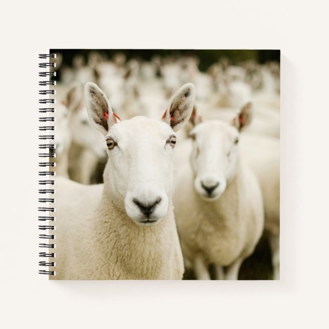Cuaderno Farms | Herd of Sheep (Anverso)