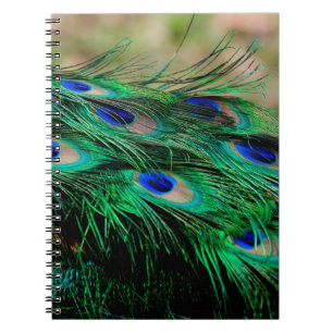 Cuaderno Feathers peacock plumas