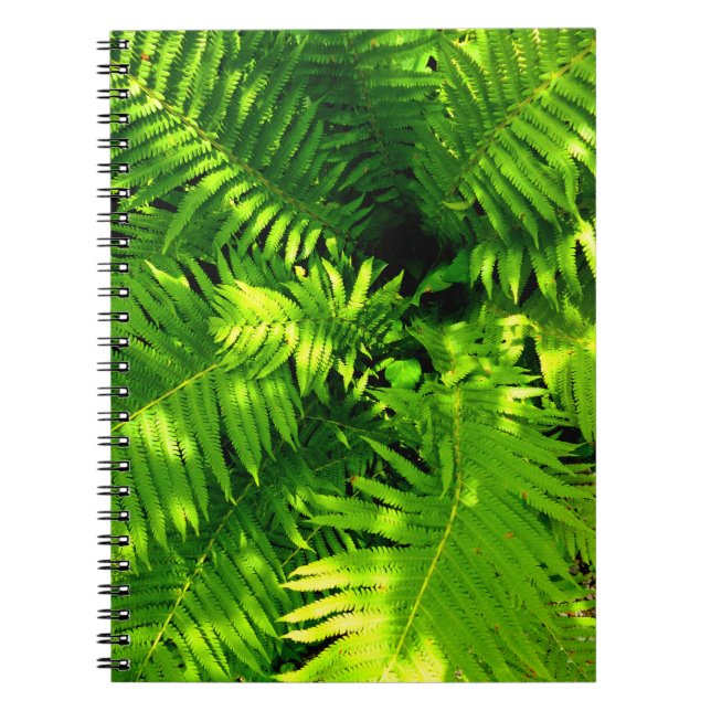 Cuaderno Fern (Frente)
