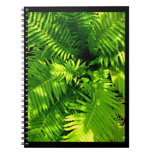 Cuaderno Fern (Frente)