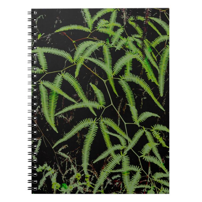 Cuaderno Fern (Frente)