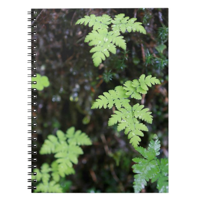 Cuaderno Ferns - (Frente)