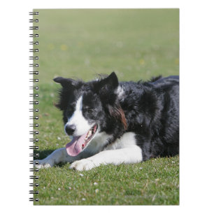 Cuaderno Fijación del border collie