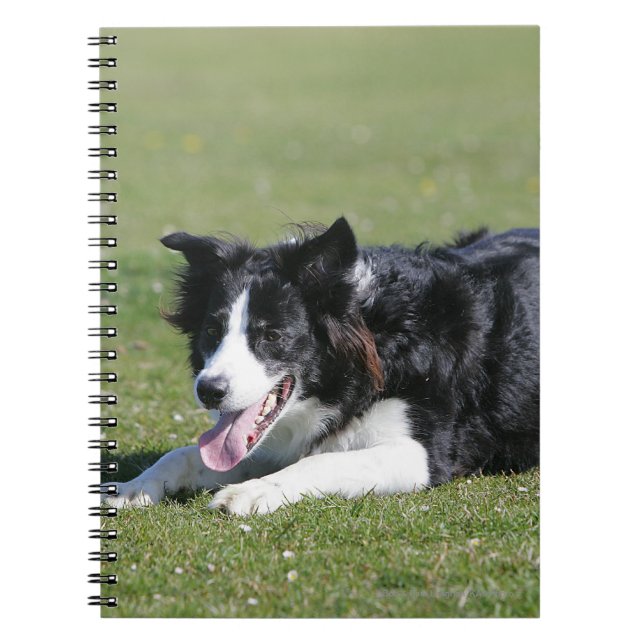 Cuaderno Fijación del border collie (Frente)