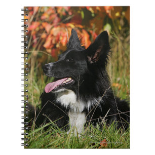 Cuaderno Fijación del jadeo del border collie