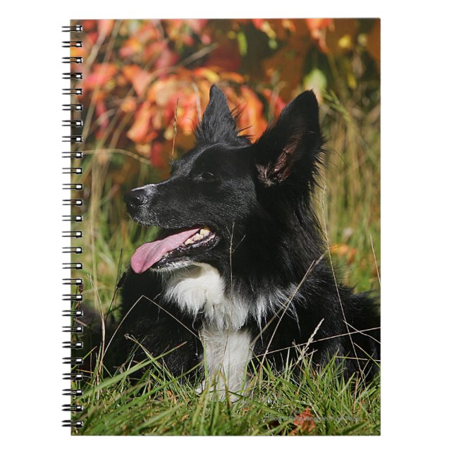 Cuaderno Fijación del jadeo del border collie (Frente)