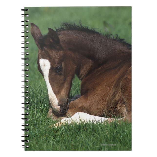 Cuaderno Fijación del potro de Warmblood (Frente)