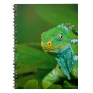 Cuaderno Fiji crested la iguana, parque de Kula Eco, Viti