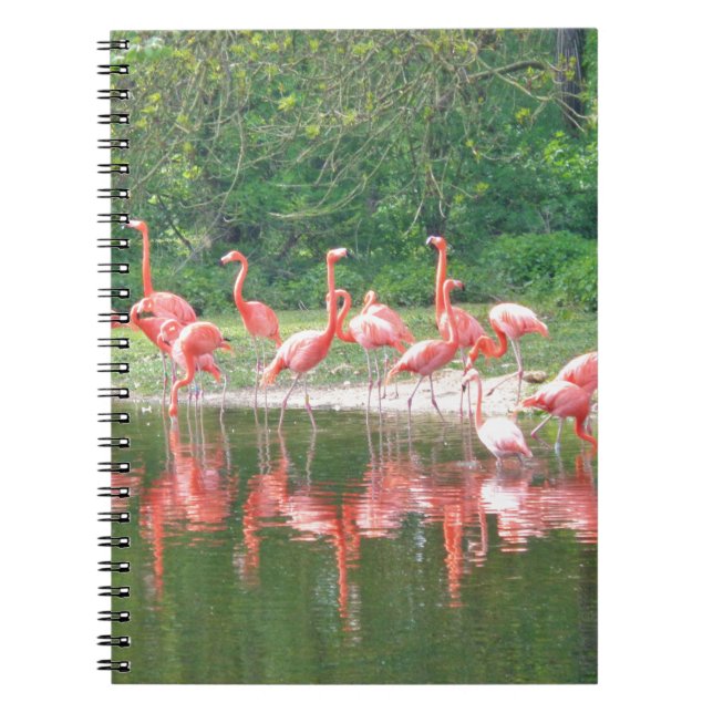Cuaderno Fila de flamencos en el lago en primavera, vida si (Frente)