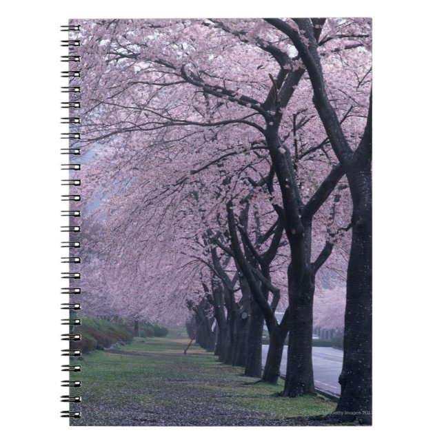 Cuaderno Fila de los árboles del cherryblossom (Frente)