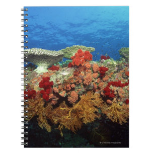 Cuaderno Filón de corales