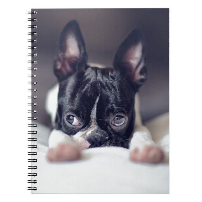 Cuaderno Fina la Boston Terrier (Frente)