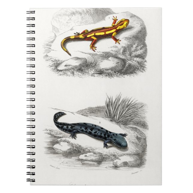 Cuaderno Fire Salamander y Hellbender Salamander (Frente)