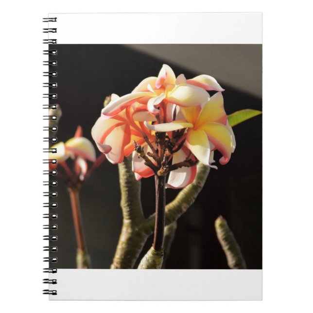 Cuaderno Fitna (Frangipani) (Frente)