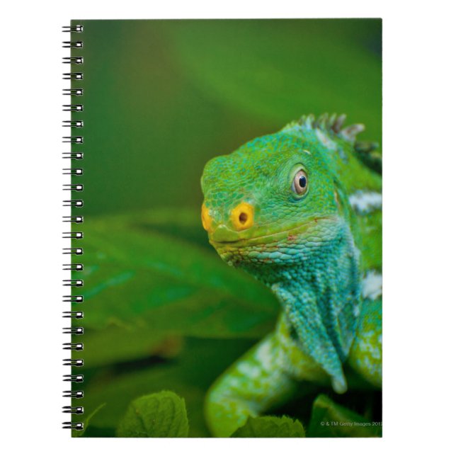 Cuaderno Fiyi creyó Iguana, Parque Eco Kula, Viti Levu, (Frente)