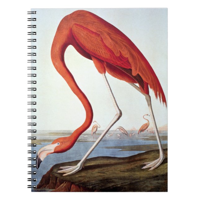 Cuaderno Flamenco americano (Frente)