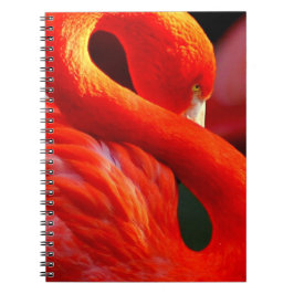 Cuaderno Flamingo
