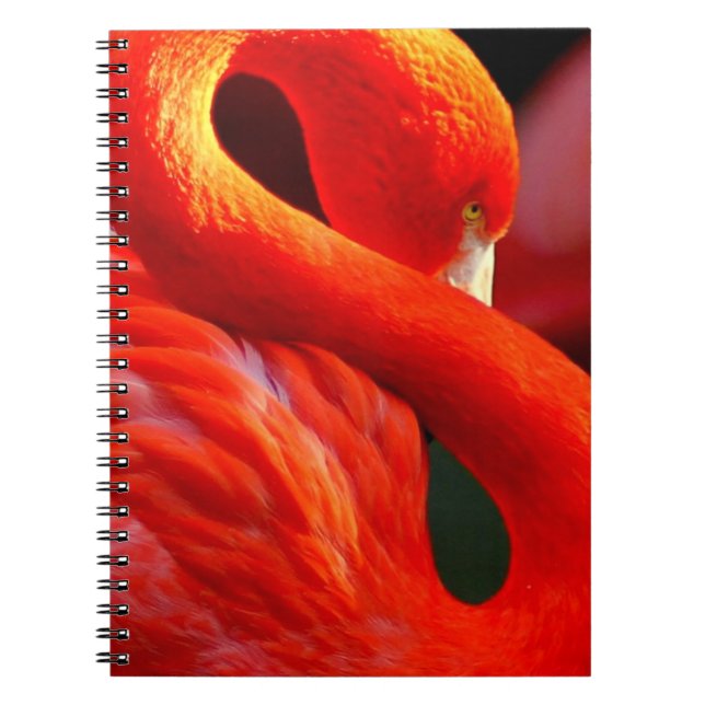 Cuaderno Flamingo (Frente)