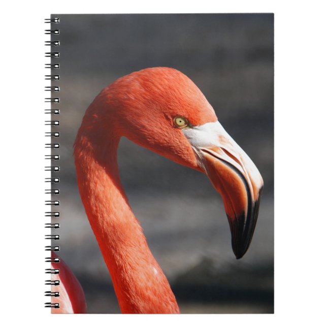 Cuaderno Flamingo (Frente)